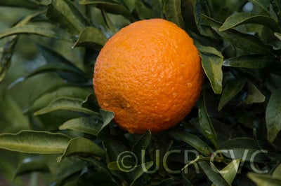 Ain Taoujdate clementine crc4212002 