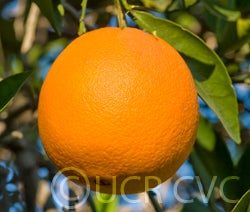Atwood navel orange CRC3791001