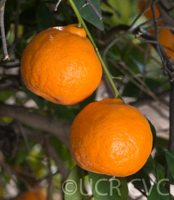 Batangas mandarin CRC3659005