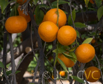Beledy mandarin CRC3363003