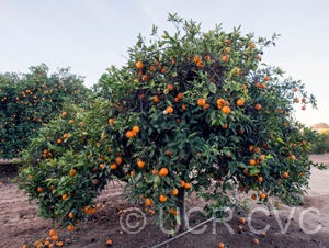 Cadenera Fina sweet orange crc2856001