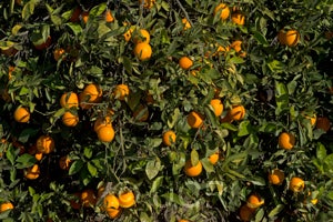 Cadenera Fina sweet orange crc2856004