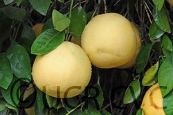 Cecily grapefruit CRC 2014002