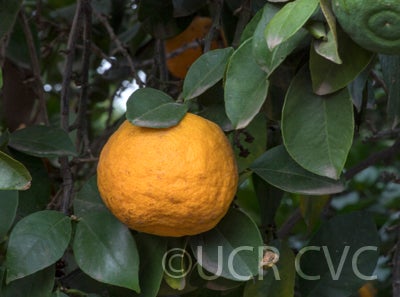 Zadaiadai sour orange CRC3473005