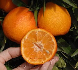 Fina clementine CVC 006_000