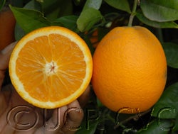 Harward Late Valencia orange sliced open