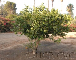 Hiawassie citron tree