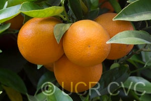 Homosassa sweet orange close up