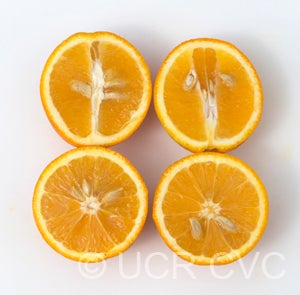 Homosassa sweet orange fruit sliced open