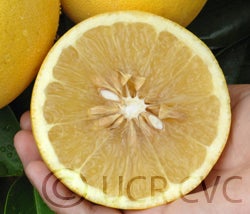 Imperial grapefruit sliced open