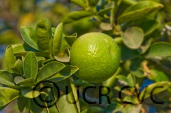 India lime (CRC 2450)