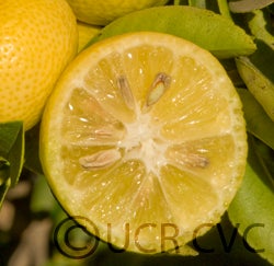 India lime (CRC 3070) sliced open