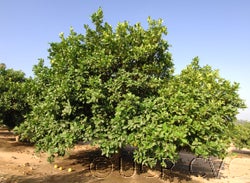 Indian citron hybrid (CRC 661) tree