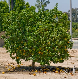 Iran lemon hybrid tree