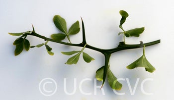 Jacobson trifoliate branch with leaves