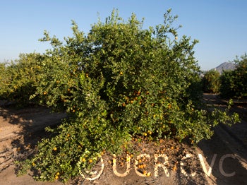 Japansche citroen Rangpur lime tree