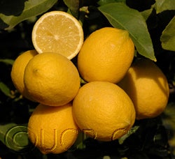 Yen Ben Lisbon lemon 44