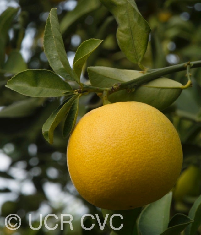 citrus_limettoides_sweet_lime_crc_921_008.jpg