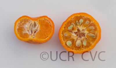 citrusreticulatamandarincrc3239011.jpg
