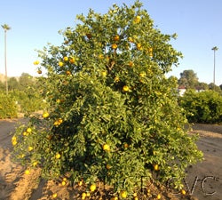Goutoucheng sour orange CRC 4004 01