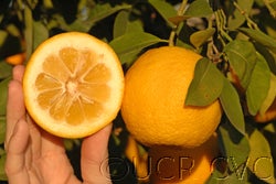 Goutoucheng sour orange CRC 4004 03