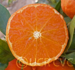 Hansen mandarin
