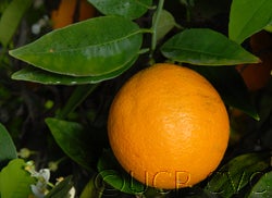 Hart's Tardiff Valencia orange crc570003