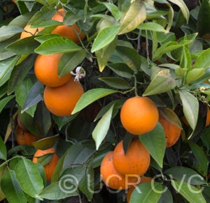 Joppa sweet orange 008