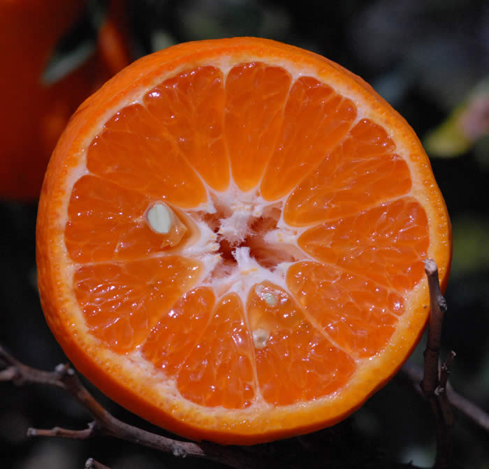 Kincy mandarin CRC 4144 002