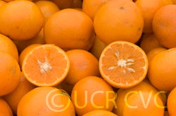 Kinnow mandarin hybrid CRC3021 0002