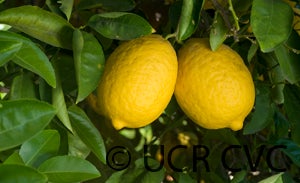 Kulu lemon CRC 3045 003