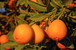 Kumquat Hybrid 1044cvc002_000.jpg