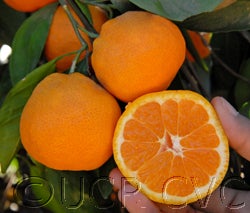 Lange #3 Satsuma mandarin CRC 4103 001
