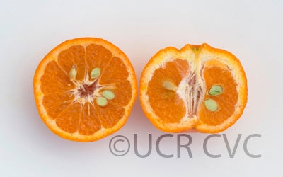 Laranjo Cravo mandarin CRC 2893 007
