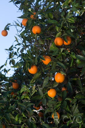 Lima acidless sweet orange CRC 950 003 oranges in tree