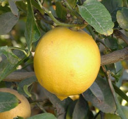 Limau Mata Susu citron hybrid CRC 3755 lemon on tree