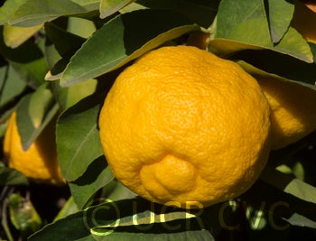 Limoneira rough lemon CRC 3834