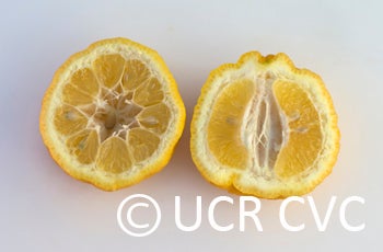 Limoneira rough lemon CRC 3834 halves