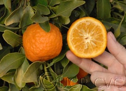 Kitchli sour orange hybrid cvc03_000.jpg
