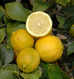 Taylor Eureka lemon 15.jpg