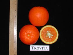 Trovita sweet orange 3