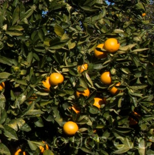 Trovita sweet orange crc3182003.jpg