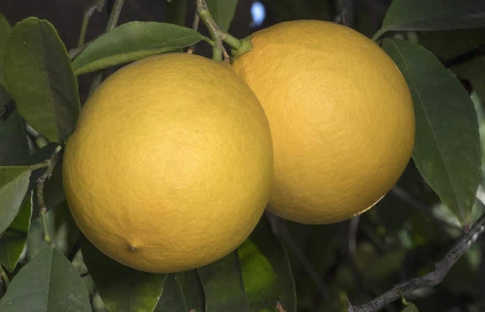 Unnamed lemon hybrid crc3154005.jpg