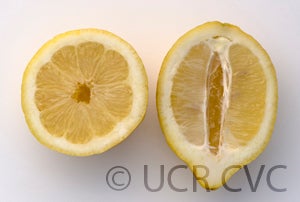 Unnamed lemon CRC 3920 soostlemoncrc3920006.jpg