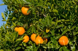 Vaccaro blood orange (CRC 3627)  crc3627002.jpg