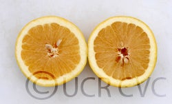 Warren Marsh grapefruit cvc002.jpg