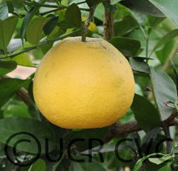 Warren Marsh grapefruit cvc004.jpg
