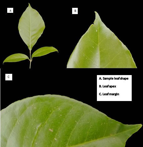 Balsamo citrus daweii CRC3514010