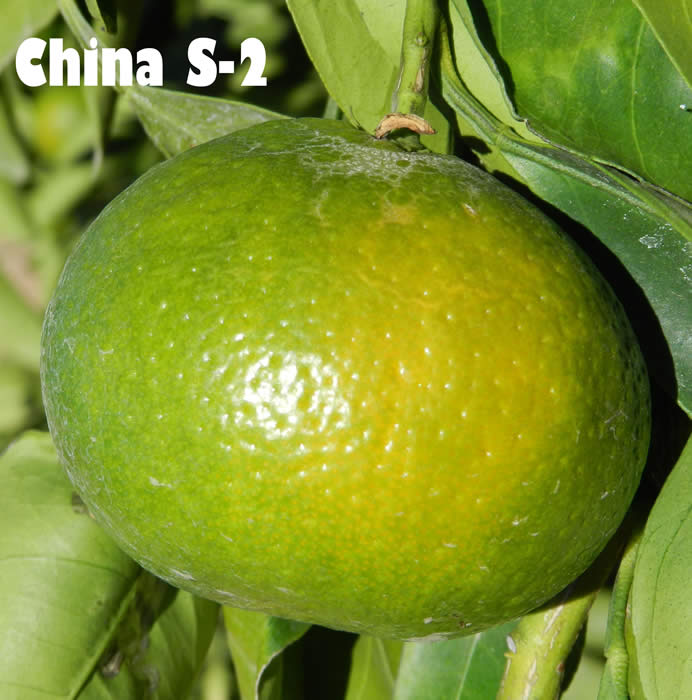 China S-2 Satsuma mandarin CRC4060004