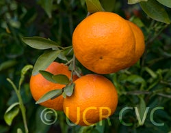 88-3 mandarin hybrid crc3992003.jpg